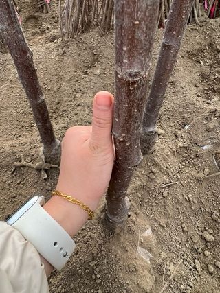 일심묘목농원님의 자유주제 · 자유게시판 작성글 사진