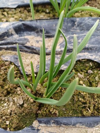 삼성농산님의 마늘 · 일상 작성글 사진