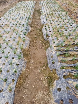 삼성농산님의 마늘 · 일상 작성글 사진