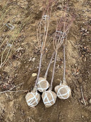 일심묘목농원님의 자유주제 · 자유게시판 작성글 사진