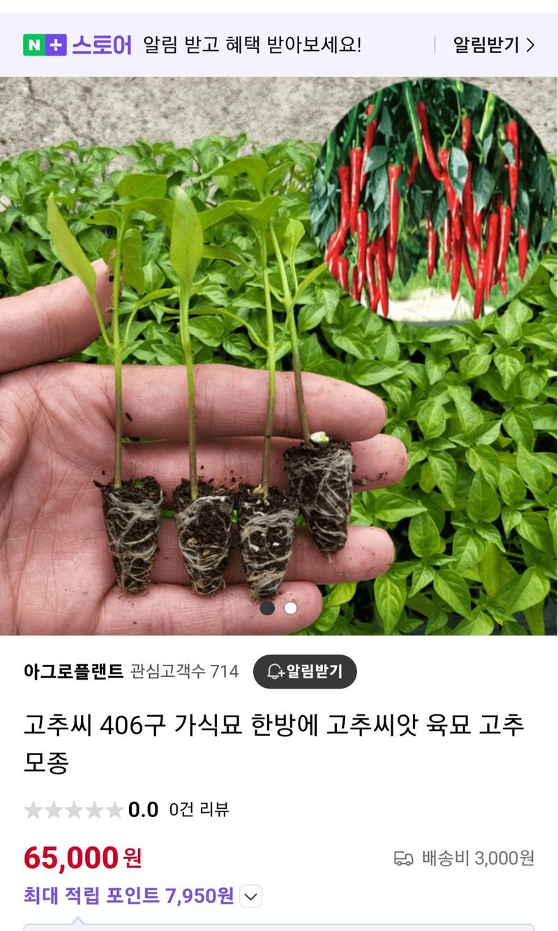 전재문님의 장터 판매 상품 [가식묘 406구(어린묘)  판매합니다.] 첨부 사진