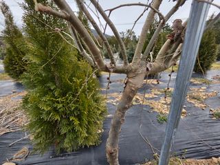 산양삼님의 자유주제 · 자유게시판 작성글 사진