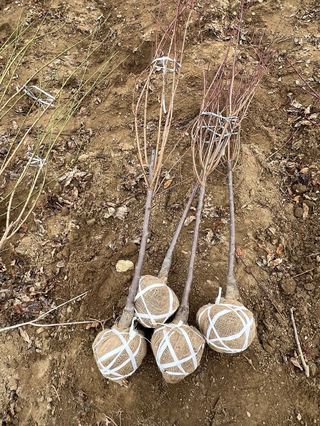 일심묘목농원님의 자유주제 · 자유게시판 작성글 사진