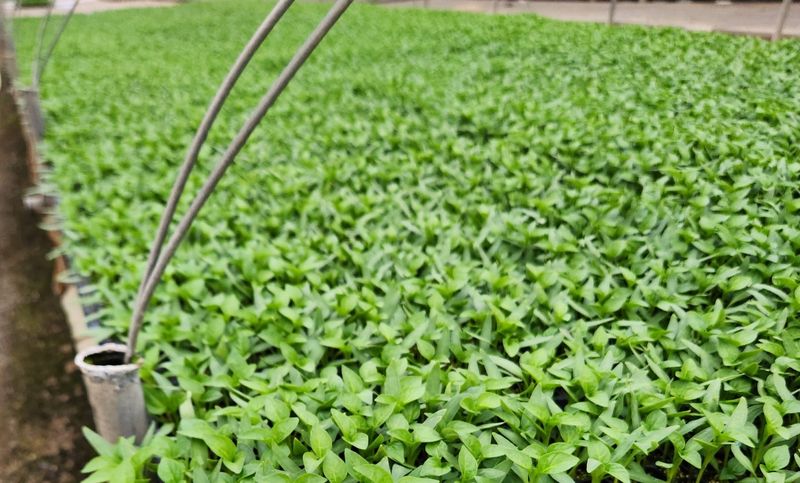 전재문님의 장터 판매 상품 [가식묘 406구(어린묘)  판매합니다.] 첨부 사진