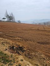 대산농사대장님의 감자·자유게시판 작성글 사진