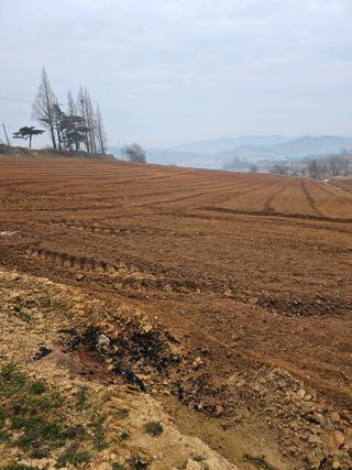 대산농사대장님의 감자·자유게시판 작성글 사진