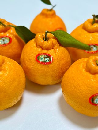 농부손녀님의 작성글 사진