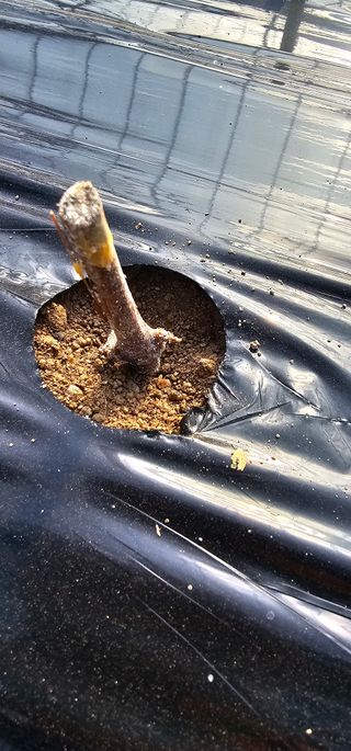 뿌리묘목농원님의 자유주제 · 자유게시판 작성글 사진