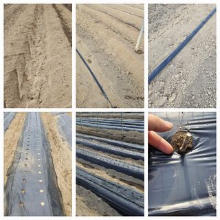 뿌리묘목농원님의 자유주제 · 자유게시판 작성글 사진