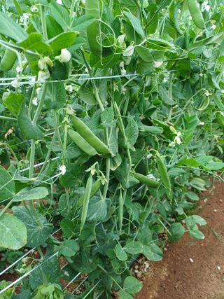 부농이네(이나영)님의 자유주제 · 자유게시판 작성글 사진