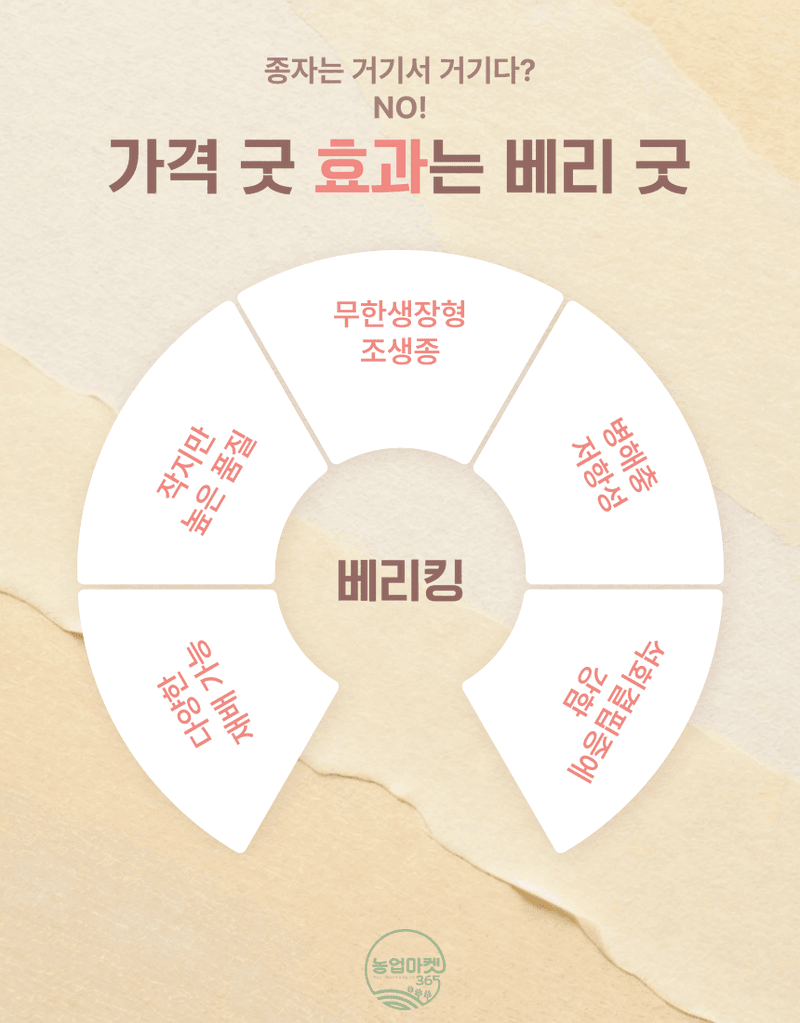 농업마켓365님의 장터 판매 상품 [농업마켓365 아시아종묘 미니토마토 토마토베리킹 50립 씨앗 종자 종묘 텃밭 주말농장 농사 야채 채소 방울토마토 ] 첨부 사진