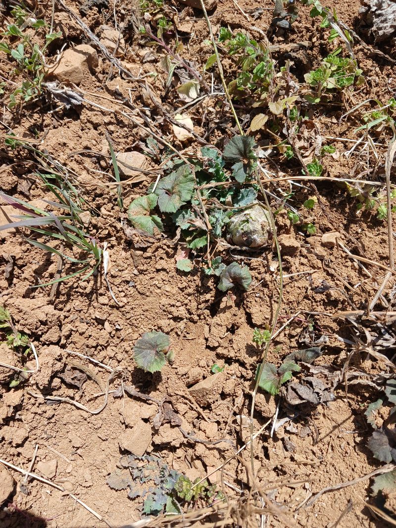 장터 상품 [머위종근] 썸네일