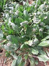 팜모닝 농사, 무엇이든 물어보세요!·참여글 게시글 이미지