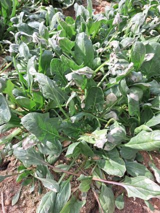 하루돌이님의 농사, 무엇이든 물어보세요! · 참여글 작성글 사진