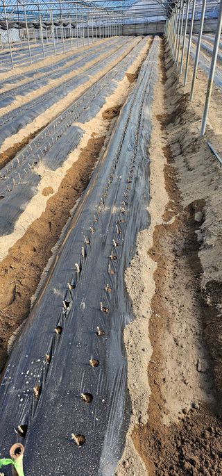 뿌리묘목농원님의 자유주제 · 자유게시판 작성글 사진