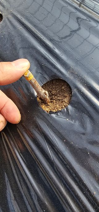 뿌리묘목농원님의 자유주제 · 자유게시판 작성글 사진