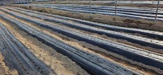 뿌리묘목농원님의 자유주제 · 자유게시판 작성글 사진