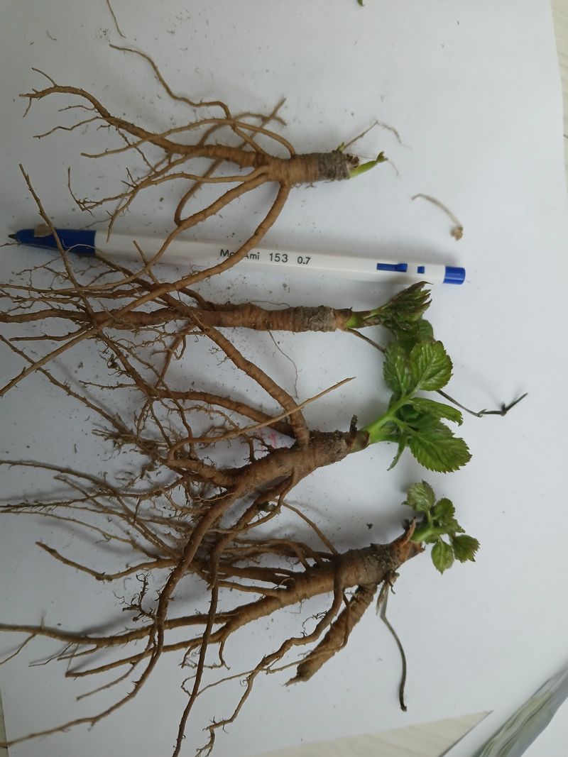 김종덕님의 장터 판매 상품 [야생 땅두릅모종] 첨부 사진