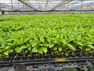 청운농원육묘장님의 자유주제 · 자유게시판 작성글 사진