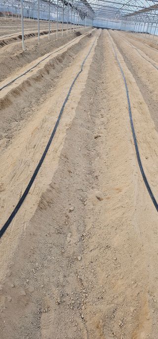 뿌리묘목농원님의 자유주제 · 자유게시판 작성글 사진