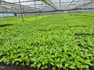 청운농원육묘장님의 자유주제 · 자유게시판 작성글 사진