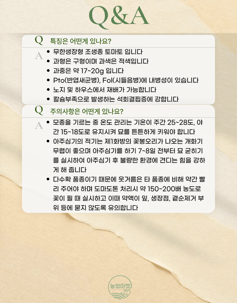 농업마켓365님의 장터 판매 상품 [농업마켓365 아시아종묘 미니토마토 토마토베리킹 50립 씨앗 종자 종묘 텃밭 주말농장 농사 야채 채소 방울토마토 ] 첨부 사진