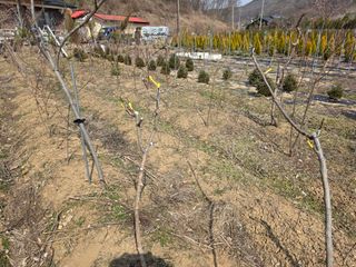 산양삼님의 자유주제 · 자유게시판 작성글 사진