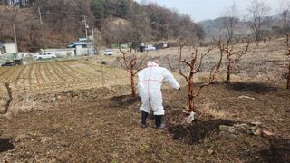 김영길님의 농사, 무엇이든 물어보세요! · 참여글 작성글 사진