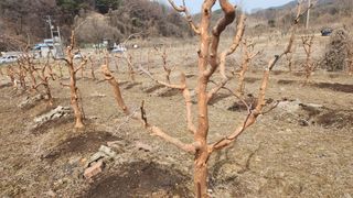 김영길님의 농사, 무엇이든 물어보세요! · 참여글 작성글 사진