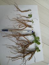 팜모닝 · 게시글 이미지