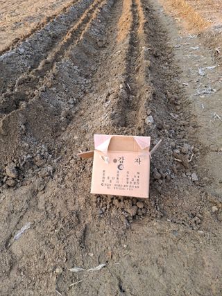 문영식님의 감자심기 하셨나요? · 참여글 작성글 사진