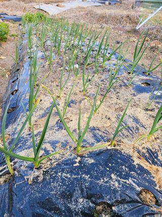 정소망님의 농사, 무엇이든 물어보세요! · 참여글 작성글 사진