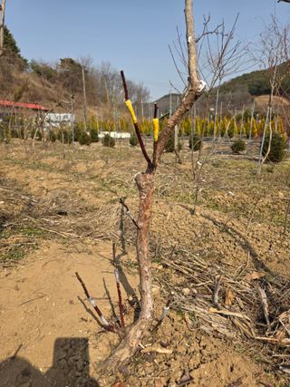 산양삼님의 자유주제 · 자유게시판 작성글 사진