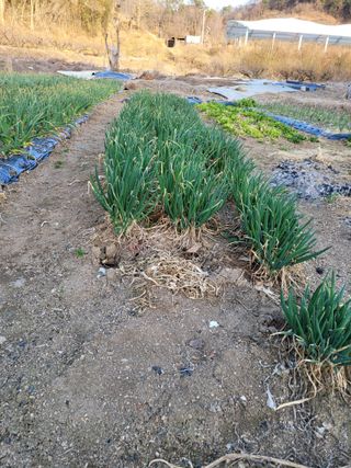 정소망님의 농사, 무엇이든 물어보세요! · 참여글 작성글 사진