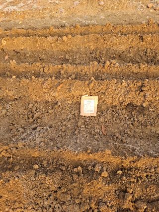 문영식님의 감자심기 하셨나요? · 참여글 작성글 사진