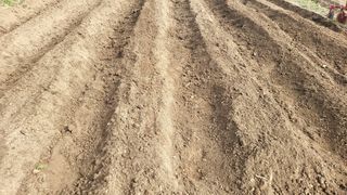 권병국님의 감자심기 하셨나요? · 참여글 작성글 사진