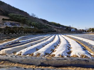 최연옥님의 감자심기 하셨나요? · 참여글 작성글 사진