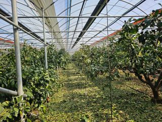 복희네농장(달콤향)님의 자유주제 · 사진전 작성글 사진