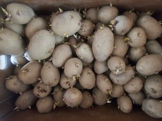 오영관님의 감자심기 하셨나요? · 참여글 작성글 사진