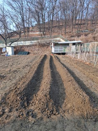 문영식님의 감자심기 하셨나요? · 참여글 작성글 사진