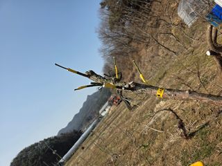 산양삼님의 자유주제 · 자유게시판 작성글 사진