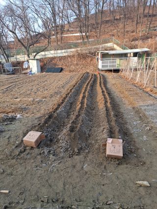 문영식님의 감자심기 하셨나요? · 참여글 작성글 사진