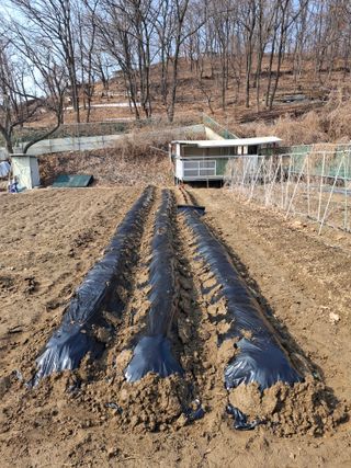 문영식님의 감자심기 하셨나요? · 참여글 작성글 사진