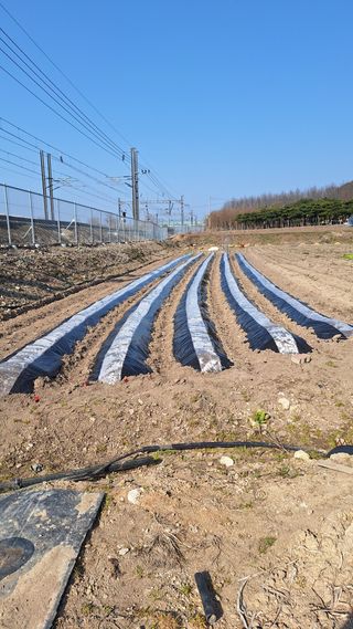 오남현님의 감자심기 하셨나요? · 참여글 작성글 사진