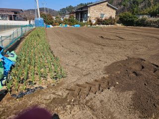오영관님의 감자심기 하셨나요? · 참여글 작성글 사진
