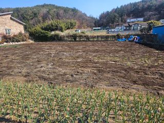 오영관님의 감자심기 하셨나요? · 참여글 작성글 사진