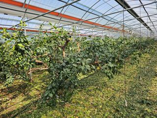 복희네농장(달콤향)님의 자유주제 · 사진전 작성글 사진