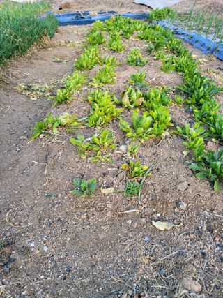 정소망님의 농사, 무엇이든 물어보세요! · 참여글 작성글 사진