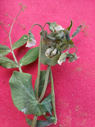 부농이네(이나영)님의 농사, 무엇이든 물어보세요! · 참여글 작성글 사진