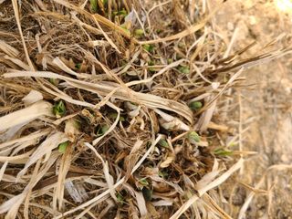 이박농장님의 자유주제 · 자유게시판 작성글 사진